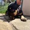 itsleiathefrenchie