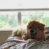 peytonlawing