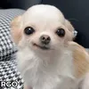 icedsugarfreerebel