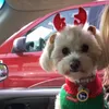 velvetgonzali