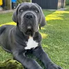 canecorso_jackson