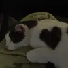 llvseco