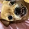 dognamedpenny