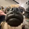 animals_over_people