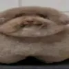 srslybroi