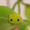froggyzone