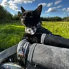 gus_ziggy