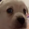 leretard
