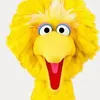 bird0000000007