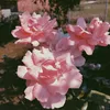 lana_lr5