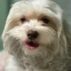 _benji_101