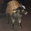 dillyrose69
