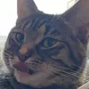 tickfortat