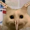 cô nàng thư zãnn