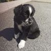 miniaussie_hunter