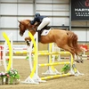 my_jumping_warmbloods