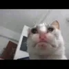 sydddddkneeeee