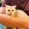 meowsukabuathal