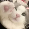 biancanin