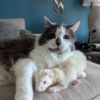 kaitisgreat__