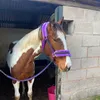 abbiecartledge