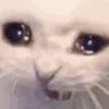 pawubbles