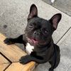Halvor the Frenchie