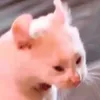 mfnmel