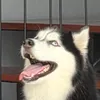 kumojacobs