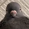 okwillok