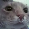 pixieline
