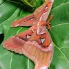 toridactyl_wildlife