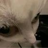 mank0chan