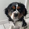 lolaandwinston1