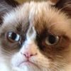 grumpycatrip