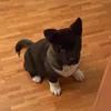 amy.the.american.akita