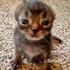 i_will_die_for_cats