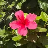 alix.shantal