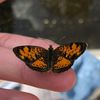 _titania72_