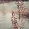 hvx336
