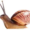 x.snail