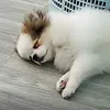 nghiiunghiiu