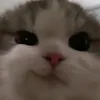 sh1zukkka