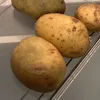 tattiebooogle