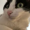dojabok