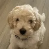 freddie.poodle