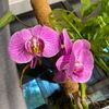 haybellesplants