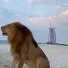 sanfoor