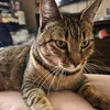 idna.lulu