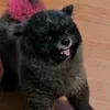 dragonintheluv